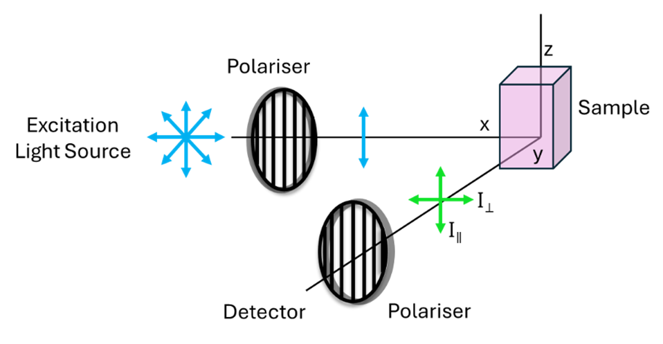 experimental setup for fluorescence anisotropy measurements.