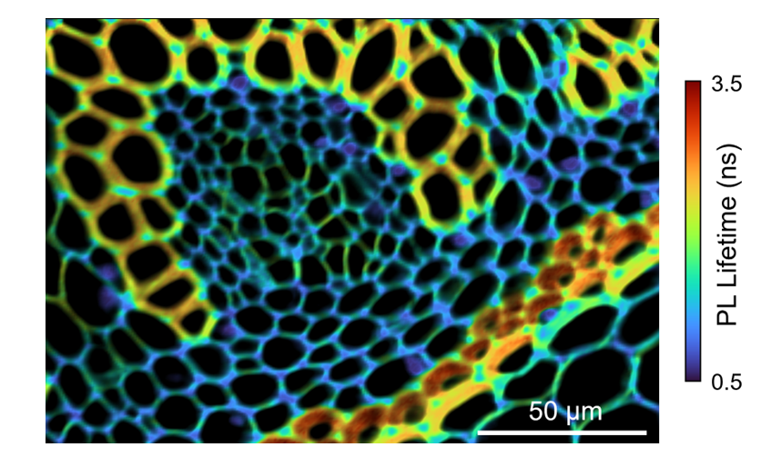 FLIM image of convallaria rhizome