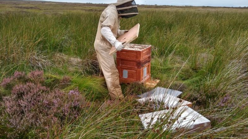 Mark-Beekeeping